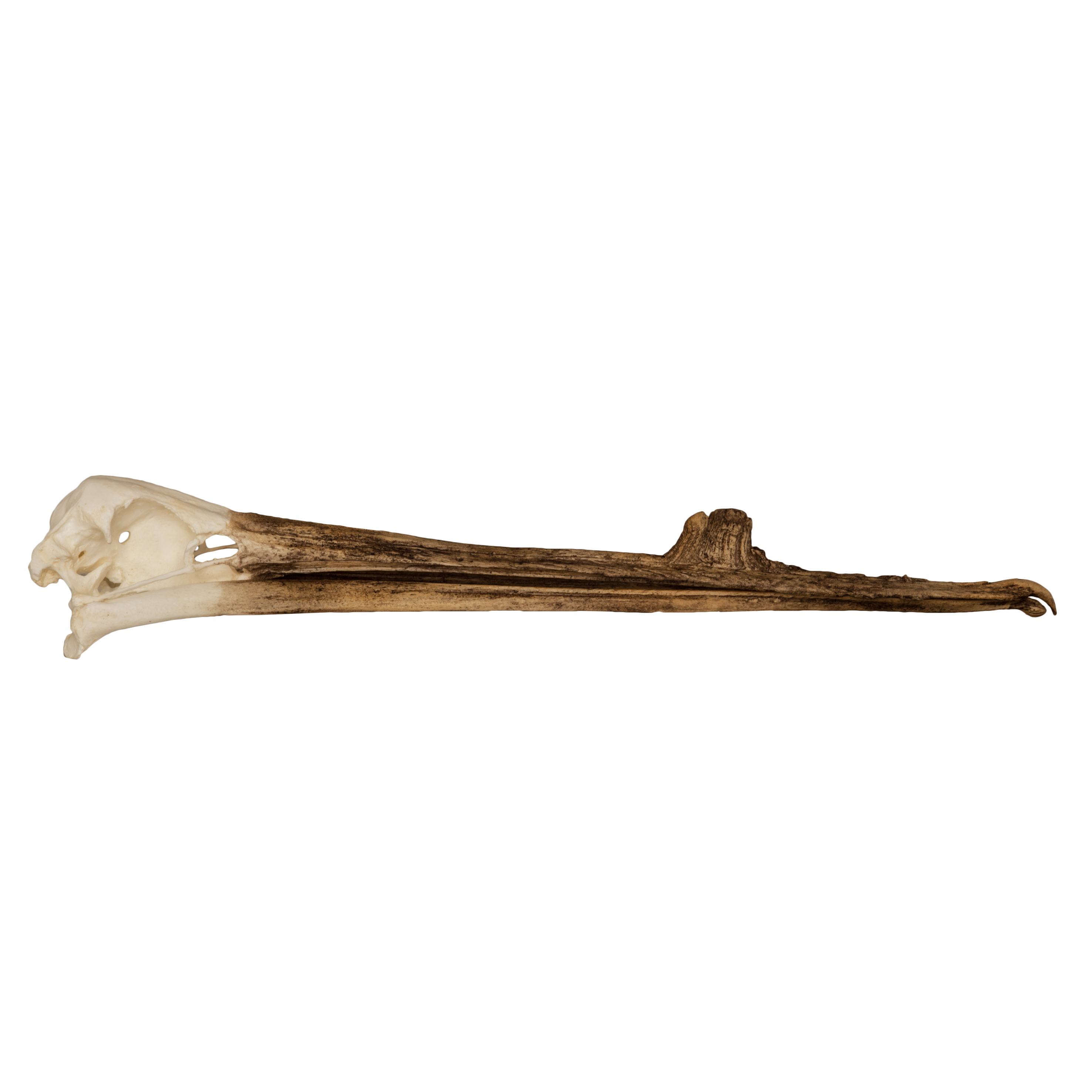 White-Pelican-Skull-with-Breeding-Beak-Crest__TQ-312__2
